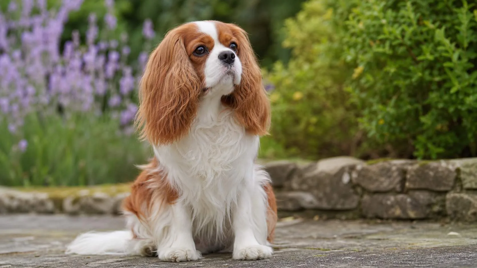 Dog photograph compressed with OmniImage, 110 KB